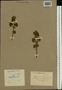 Glechoma hederacea L., Eastern Europe, North Ukrainian region (E11) (Ukraine)