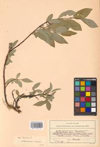 Salix hastata L., Siberia, Russian Far East (S6) (Russia)