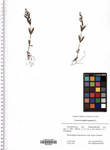 Veronica anagallis-aquatica L., Eastern Europe, Eastern region (E10) (Russia)