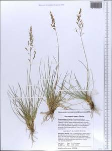 Deschampsia cespitosa subsp. cespitosa, Eastern Europe, Northern region (E1) (Russia)