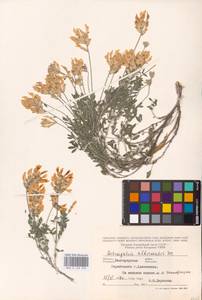 Astragalus albicaulis DC., Eastern Europe, Central forest-and-steppe region (E6) (Russia)