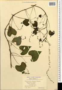 Dioscorea communis (L.) Caddick & Wilkin, Caucasus, Black Sea Shore (from Novorossiysk to Adler) (K3) (Russia)