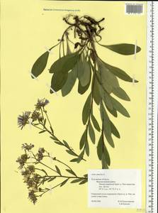 Aster amellus L., Eastern Europe, Central region (E4) (Russia)