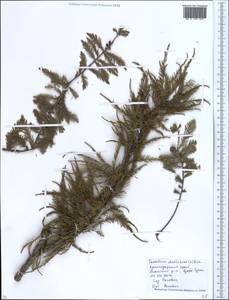 Taxodium distichum (L.) Rich., Caucasus, Krasnodar Krai & Adygea (K1a) (Russia)