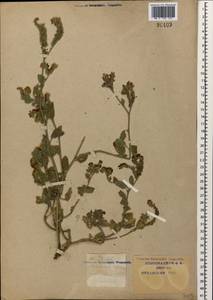 Heliotropium suaveolens, Caucasus, Krasnodar Krai & Adygea (K1a) (Russia)