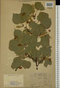 Tilia cordata Mill., Eastern Europe, South Ukrainian region (E12) (Ukraine)