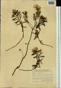 Rhododendron tomentosum (Stokes) Harmaja, Siberia, Yakutia (S5) (Russia)