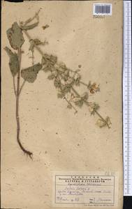 Salvia sclarea L., Middle Asia, Western Tian Shan & Karatau (M3) (Kazakhstan)