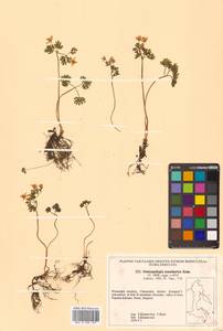 Isopyrum manshuricum (Kom.) Kom. ex W. T. Wang & P. K. Hsiao, Siberia, Russian Far East (S6) (Russia)