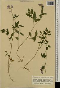 Cardamine macrophylla Willd., Mongolia (MONG) (Mongolia)