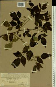 Rubus idaeus L., Eastern Europe, Northern region (E1) (Russia)