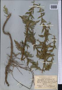 Lycopus europaeus L., Middle Asia, Muyunkumy, Balkhash & Betpak-Dala (M9) (Kazakhstan)