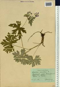 Geranium erianthum DC., Siberia, Russian Far East (S6) (Russia)