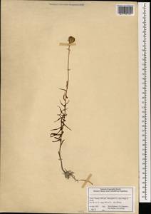Lilium, South Asia, South Asia (Asia outside ex-Soviet states and Mongolia) (ASIA) (China)