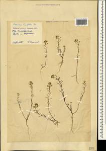 Meniocus linifolius (Stephan ex Willd.) DC., Crimea (KRYM) (Russia)