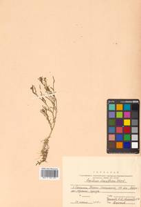 Lepidium densiflorum Schrad., Siberia, Russian Far East (S6) (Russia)