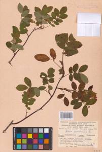 Rosa pendulina L., Eastern Europe, West Ukrainian region (E13) (Ukraine)