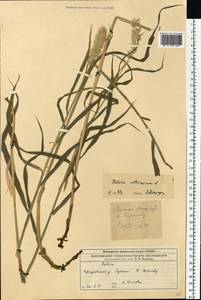 Melica altissima L., Eastern Europe, Moscow region (E4a) (Russia)