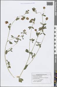 Trifolium aureum Pollich, Eastern Europe, Middle Volga region (E8) (Russia)