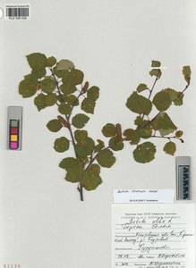 KUZ 006 038, Betula pubescens var. pumila (L.) Govaerts, Siberia, Altai & Sayany Mountains (S2) (Russia)