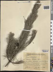 Pinus sylvestris L., Eastern Europe, South Ukrainian region (E12) (Ukraine)