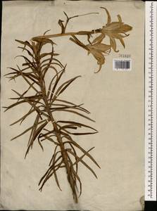 Lilium, South Asia, South Asia (Asia outside ex-Soviet states and Mongolia) (ASIA) (Not classified)