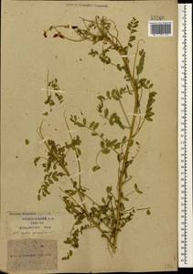 Astragalus galegiformis L., Caucasus, Krasnodar Krai & Adygea (K1a) (Russia)