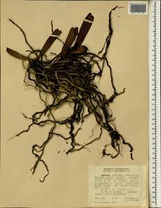Aerangis brachycarpa (A.Rich.) T.Durand & Schinz, Africa (AFR) (Ethiopia)