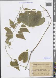 Dioscorea communis (L.) Caddick & Wilkin, Caucasus, Krasnodar Krai & Adygea (K1a) (Russia)