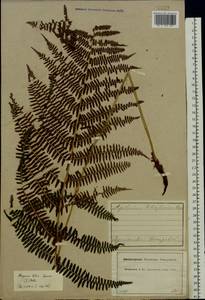 Athyrium filix-femina (L.) Roth, Eastern Europe, Central forest region (E5) (Russia)