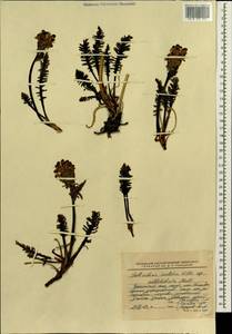 Pedicularis novaiae-zemliae (Hultén) Kozhevn., Siberia, Chukotka & Kamchatka (S7) (Russia)