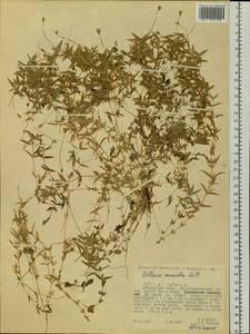 Stellaria longipes subsp. longipes, Siberia, Russian Far East (S6) (Russia)