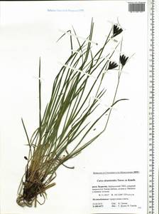 Carex eleusinoides Turcz. ex Kunth, Siberia, Baikal & Transbaikal region (S4) (Russia)