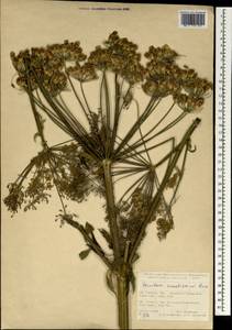 Heracleum crenatifolium Boiss., South Asia, South Asia (Asia outside ex-Soviet states and Mongolia) (ASIA) (Turkey)