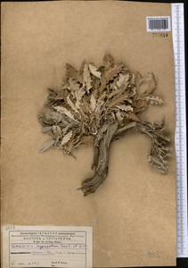 Cousinia hypopolia Bornm. & Sint., Middle Asia, Kopet Dag, Badkhyz, Small & Great Balkhan (M1) (Turkmenistan)