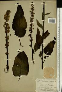 Verbascum nigrum L., Eastern Europe, North-Western region (E2) (Russia)