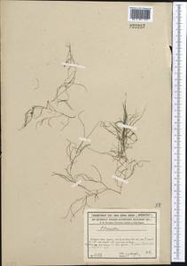 Potamogeton, Middle Asia, Syr-Darian deserts & Kyzylkum (M7) (Kazakhstan)