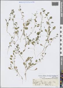 Eutrema altaicum (C.A.Mey.) Al-Shehbaz & Warwick, Middle Asia, Northern & Central Tian Shan (M4) (Kyrgyzstan)