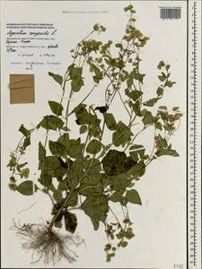 Ageratum conyzoides L., South Asia, South Asia (Asia outside ex-Soviet states and Mongolia) (ASIA) (Maldives)