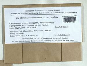 Scapania spitsbergensis (Lindb.) Müll. Frib., Bryophytes, Bryophytes - Karelia, Leningrad & Murmansk Oblasts (B4) (Russia)