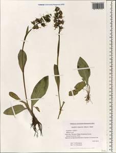 Ligularia virgaurea (Maxim.) Mattf. ex Rehder & Kobuski, South Asia, South Asia (Asia outside ex-Soviet states and Mongolia) (ASIA) (China)