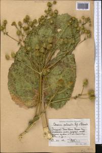 Arctium pentacanthum (Regel & Schmalh.) Kuntze, Middle Asia, Western Tian Shan & Karatau (M3) (Tajikistan)