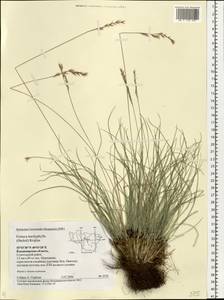 Festuca trachyphylla (Hack.) Hack., Eastern Europe, Central region (E4) (Russia)