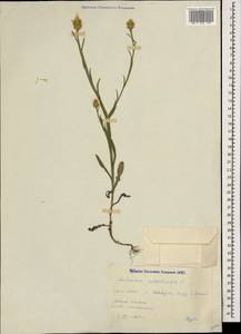 Centaurea solstitialis L., Caucasus, Armenia (K5) (Armenia)
