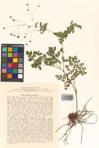 Thalictrum foetidum L., Siberia, Russian Far East (S6) (Russia)