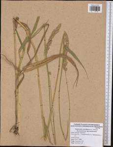 Phalaris arundinacea L., Eastern Europe, Central region (E4) (Russia)