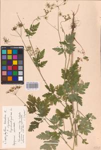 Chaerophyllum temulum L., Eastern Europe, North Ukrainian region (E11) (Ukraine)