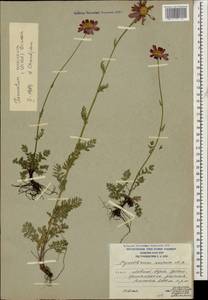 Tanacetum coccineum subsp. coccineum, Caucasus, South Ossetia (K4b) (South Ossetia)