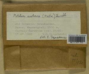 Pohlia nutans (Hedw.) Lindb., Bryophytes, Bryophytes - Western Europe (BEu) (Switzerland)