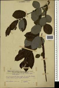 Salix caprea L., Caucasus, Azerbaijan (K6) (Azerbaijan)